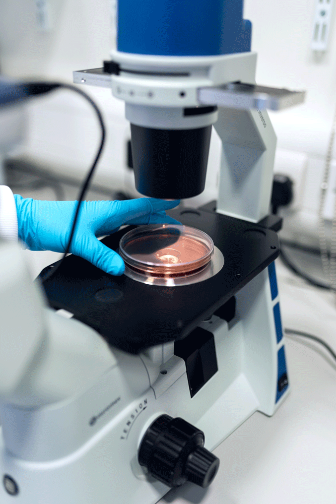 microscopio
